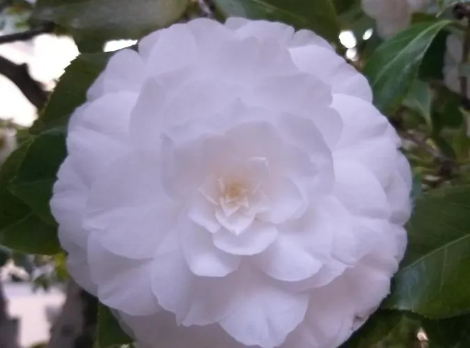 מלון La Mirabella Cadenabbia