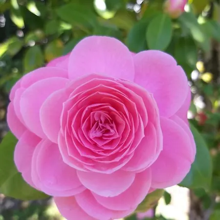 La Mirabella Hotel Cadenabbia