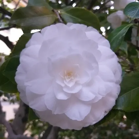 ホテル La Mirabella Cadenabbia