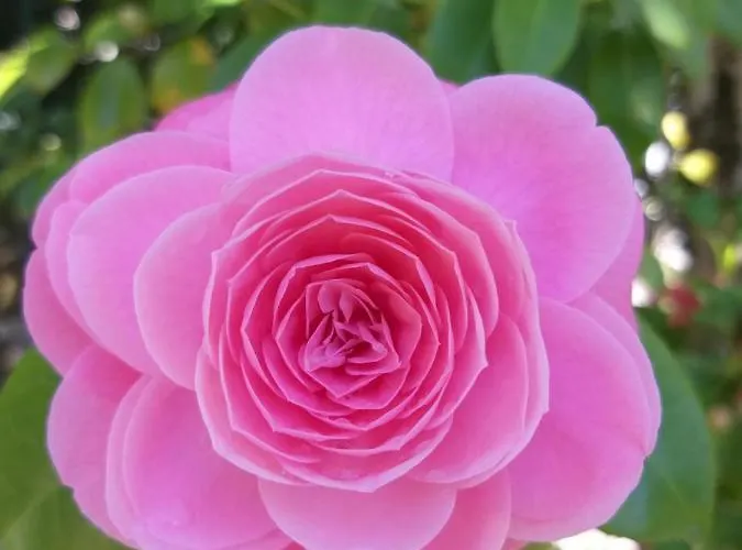 La Mirabella Hotel Cadenabbia